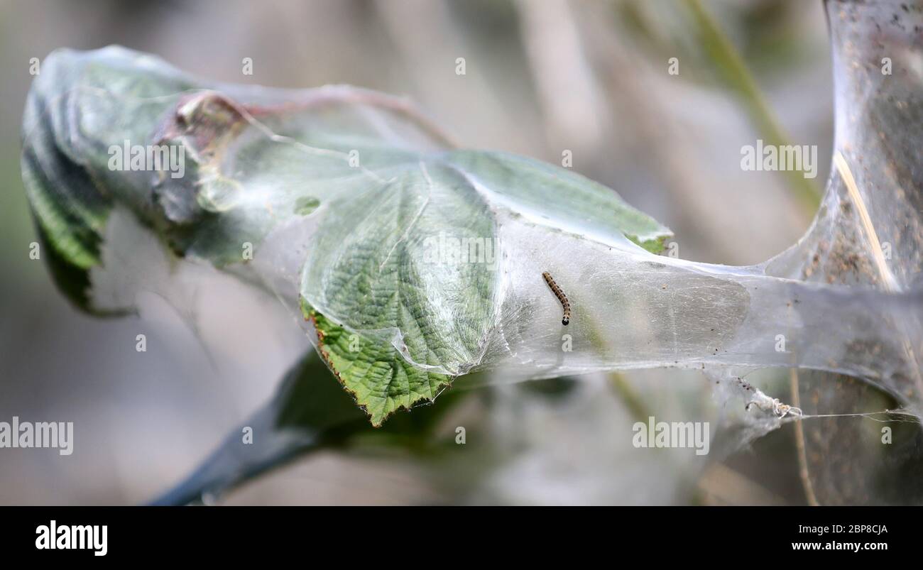 Ermine moth caterpillars hi-res stock photography and images - Alamy