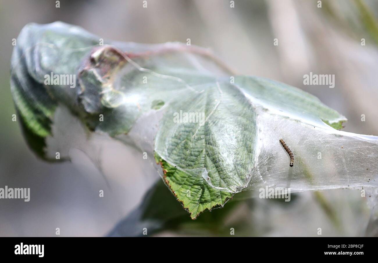 Ermine moth caterpillars shrub hi-res stock photography and images - Alamy