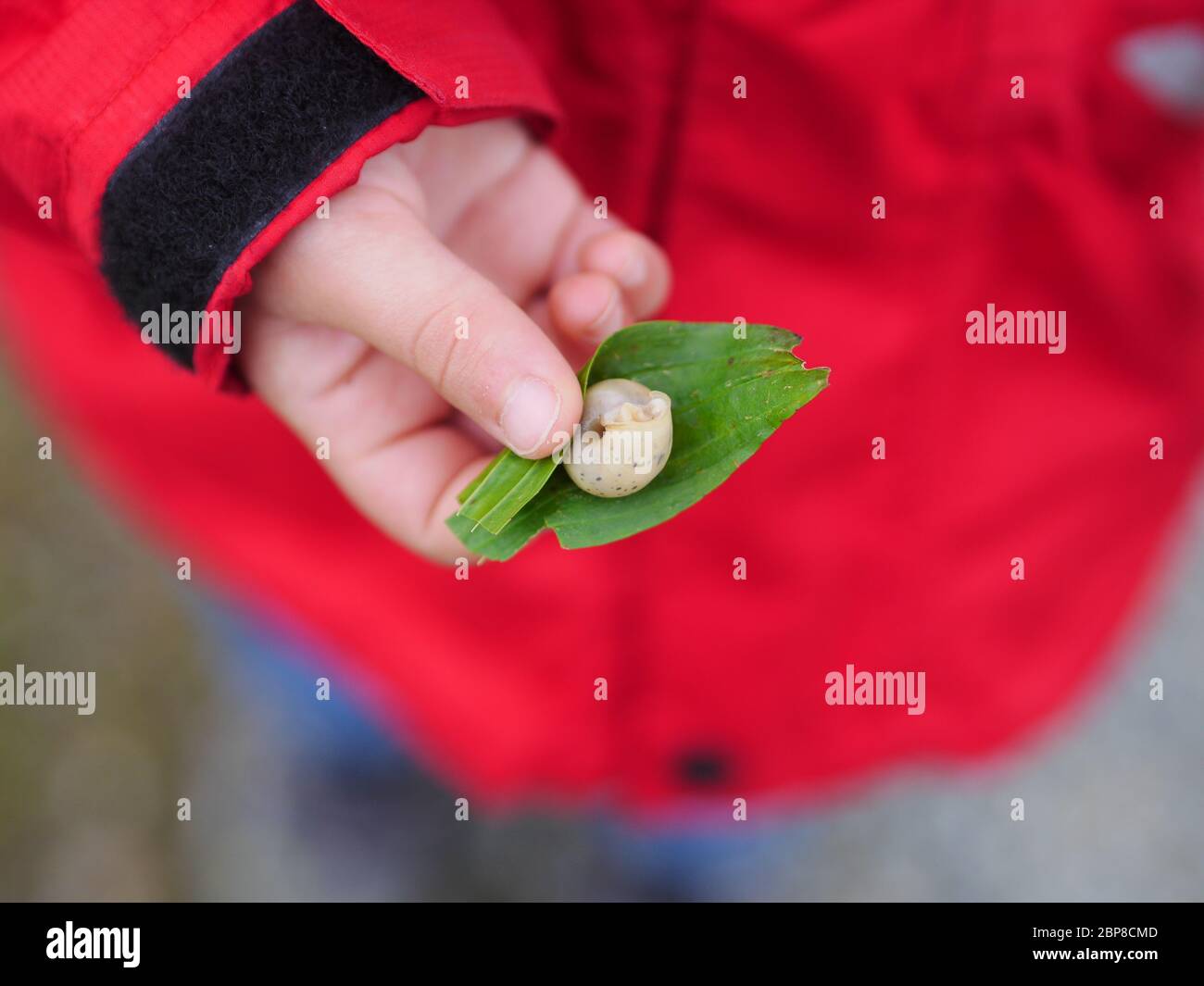 snail in child hand Stock Photo - Alamy