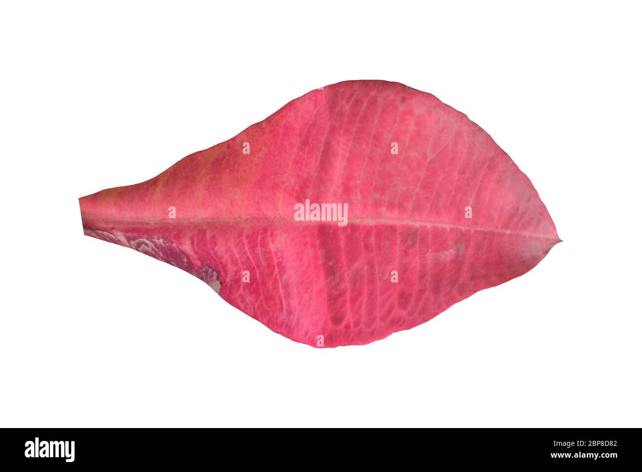 red leaves isolated on white background with clipping path. Stock Photo
