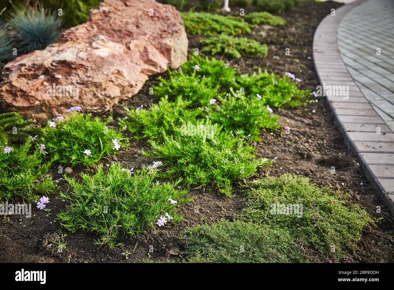 Several bushes of Coleonema blooming with white flowers in the soil on a summer day in landscape design. Stock Photo