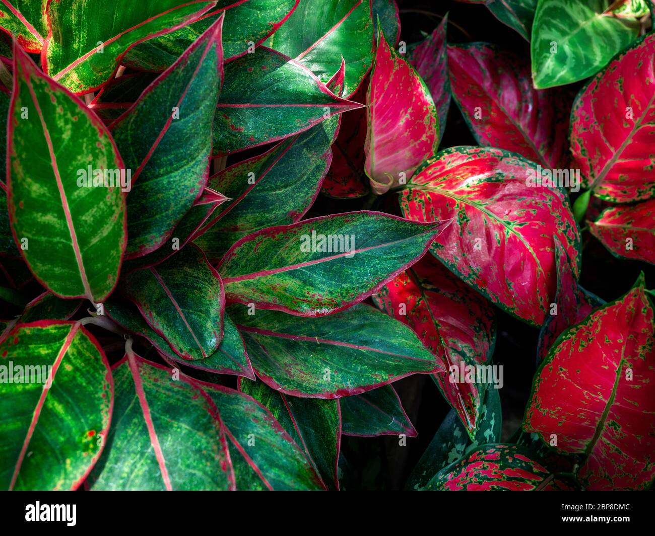 Green and red leaves background. Beautiful tropical plants texture ...