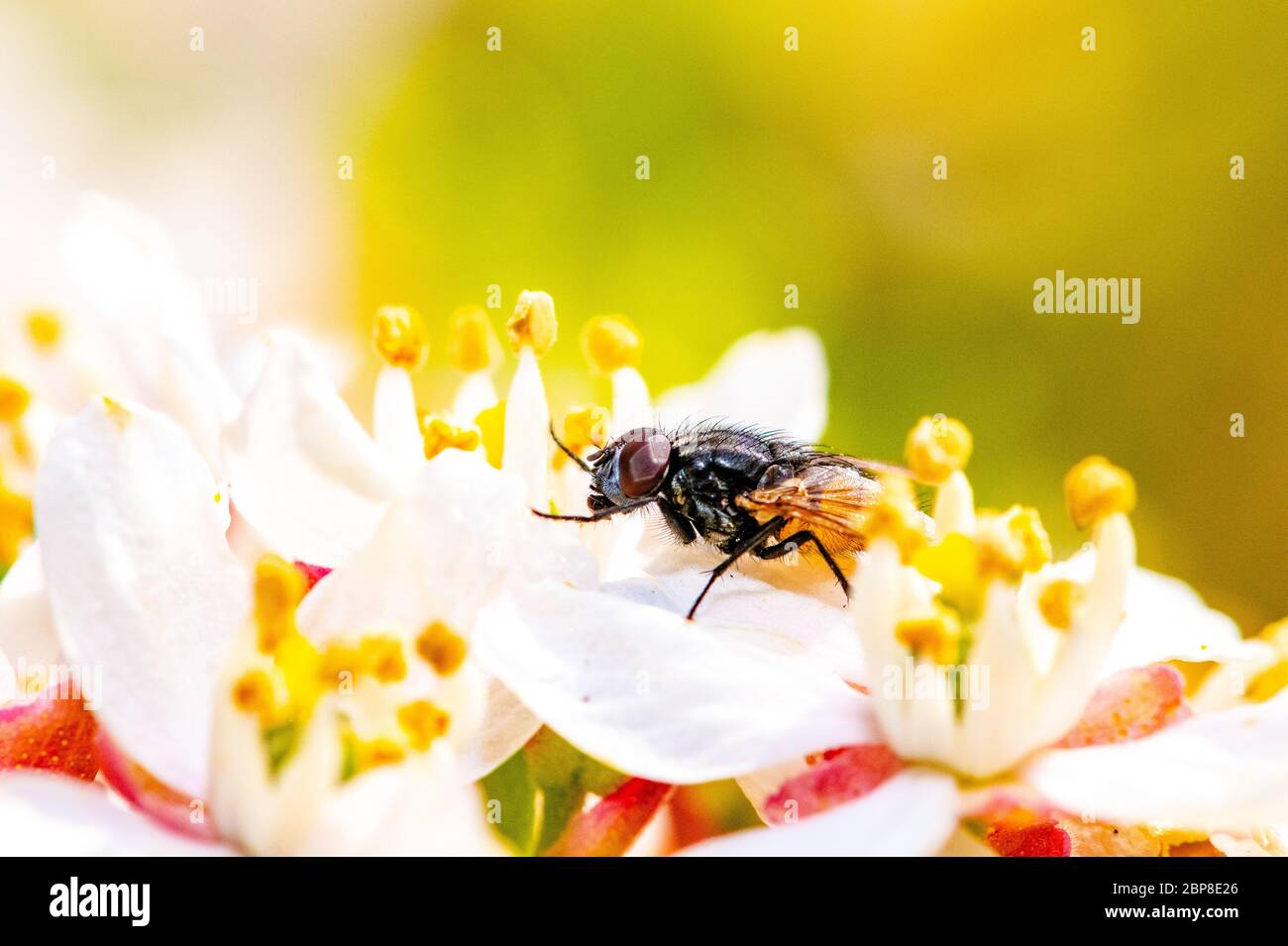 Insect marcro photography. Oxfordshire UK. Stock Photo