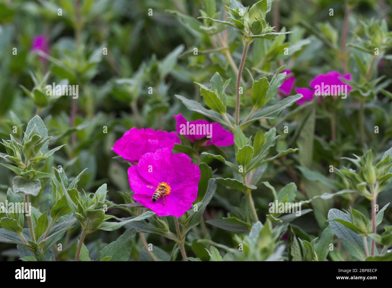 Flowers of pink Cistus Stock Photo