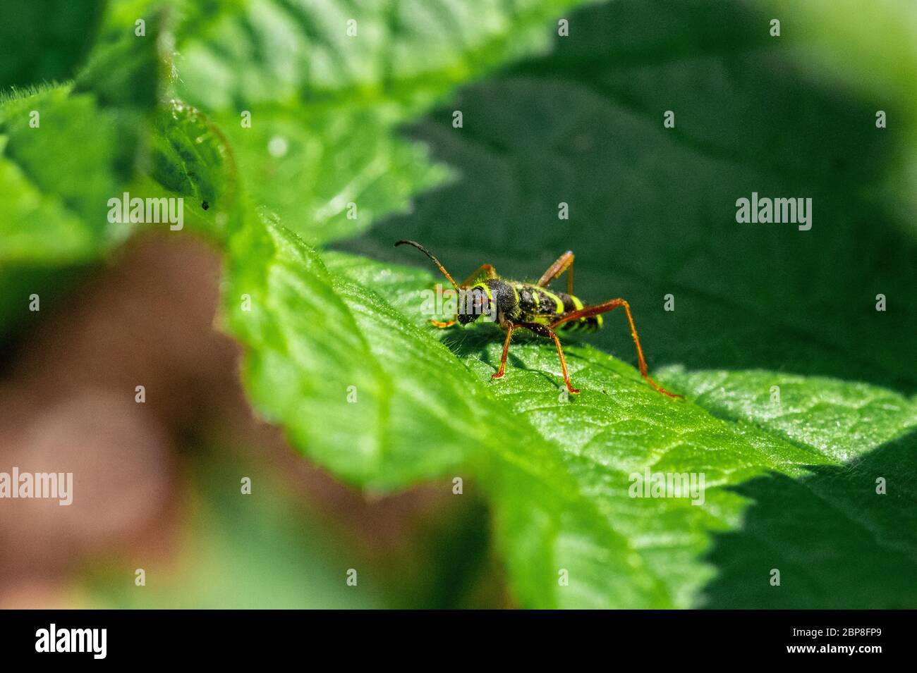 Markra Insect Insect marcro photography. Oxfordshire UK Stock Photo - Alamy