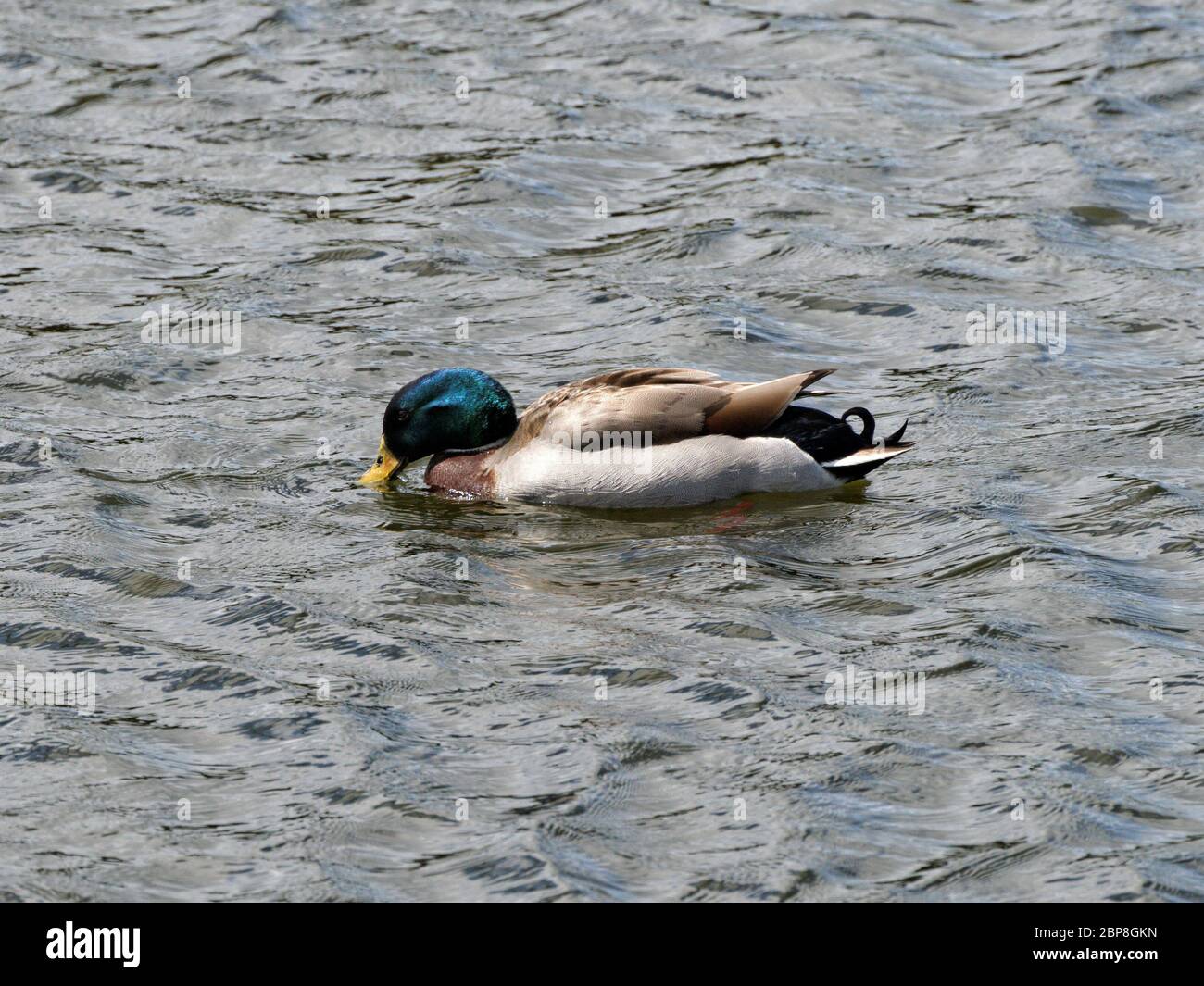 Male Mallard Duck drinking water while swimming in a lake Stock Photo