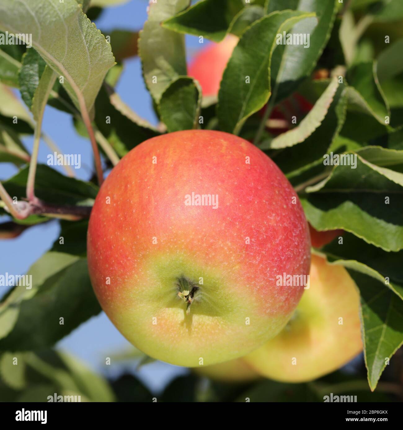 Frischer Apfel hängt im Sommer auf einem Apfelbaum Stock Photo