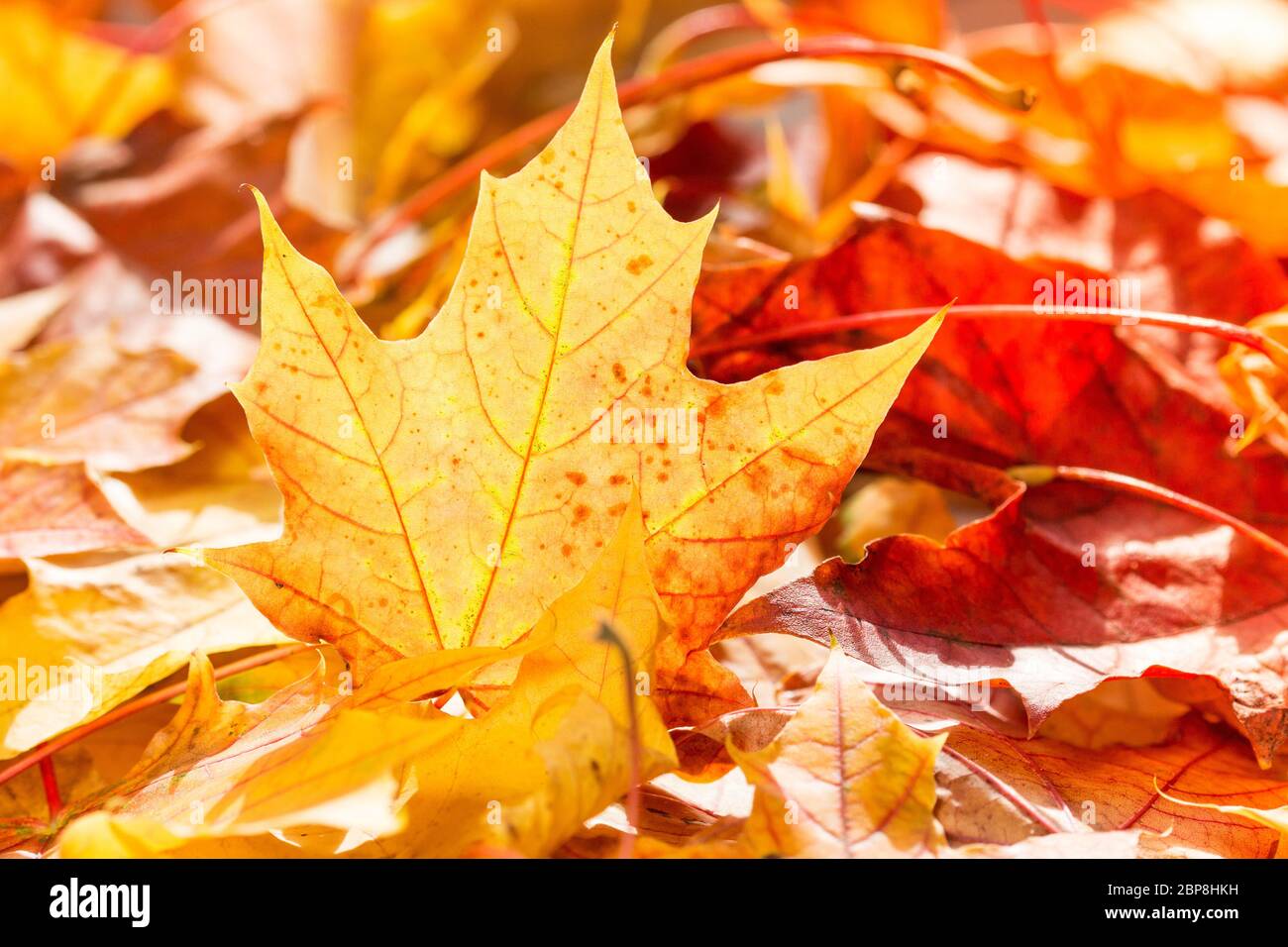 Pile of autumn leaves on the ground Stock Photo - Alamy