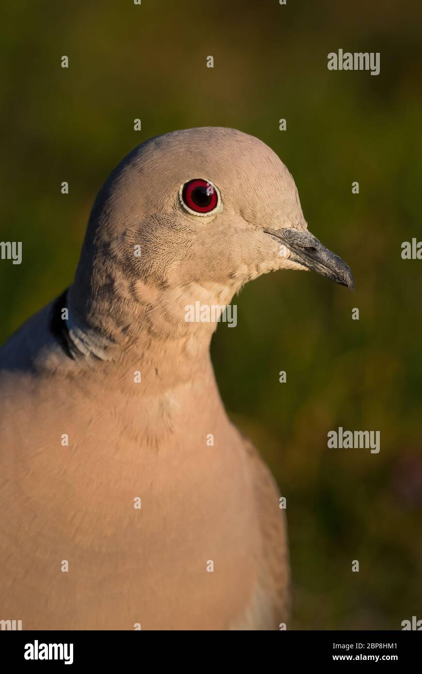 Eurasian Collared Dove - Streptopelia decaocto, portrait of common dove from European forests and woodlands, Zlin, Czech Republic. Stock Photo