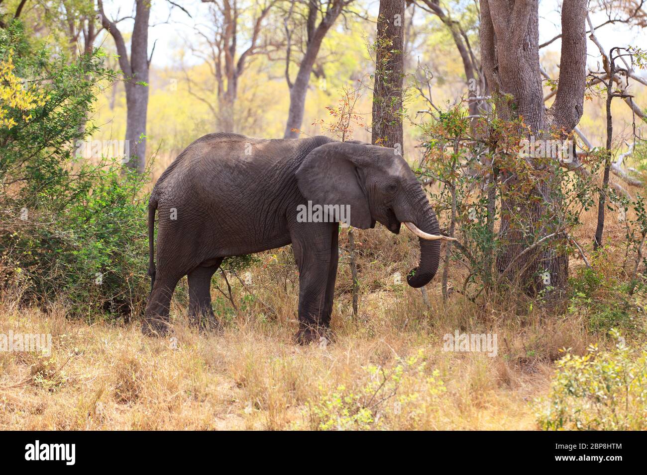 Elefant im Krüger Nationalpark in Südafrika Stock Photo