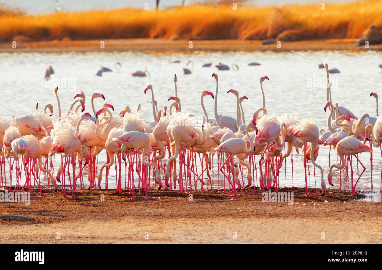 Flamingos near Bogoria Lake, Kenya in february 2012 Stock Photo