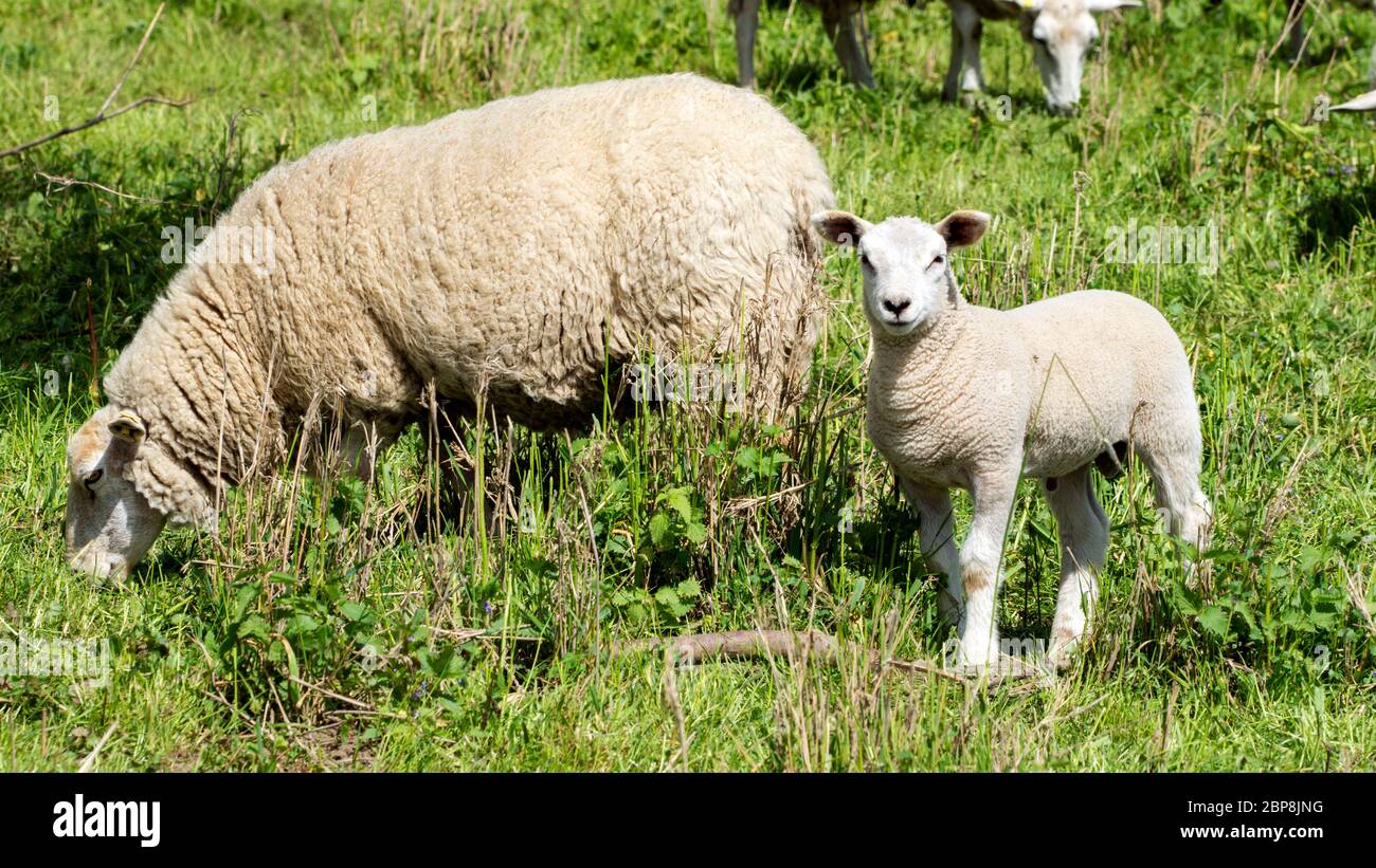 Sheep in a meadow - National Park on the Elbe Stock Photo