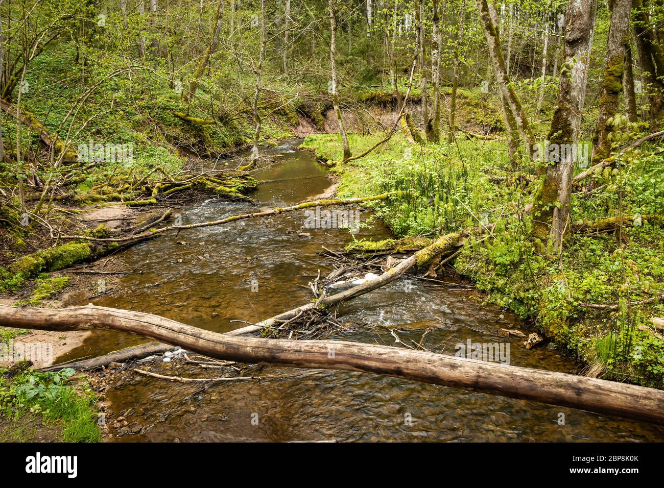 Beautiful nature in Gauja national park, Latvia Stock Photo