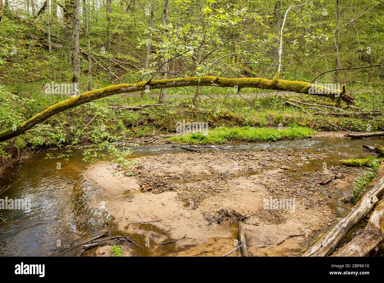 Beautiful nature in Gauja national park, Latvia Stock Photo