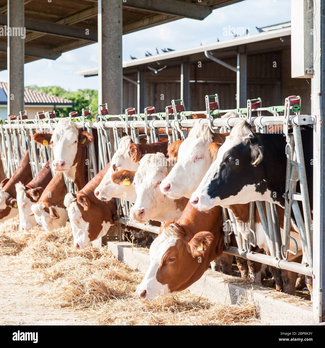 Many cows eating hay on feeding trough Stock Photo Alamy