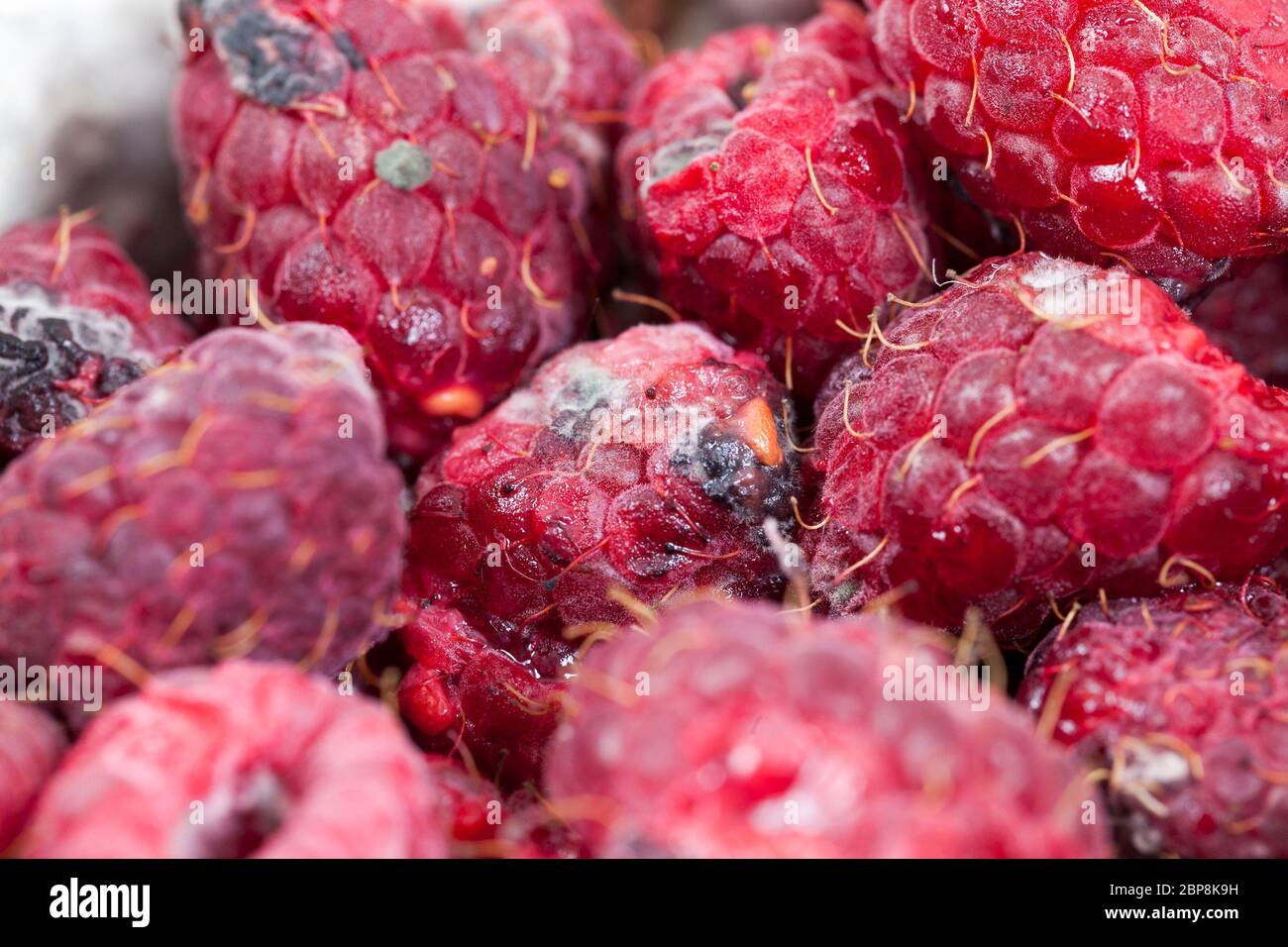 photographed ripe red raspberries, which appeared mold, a small depth of field Stock Photo