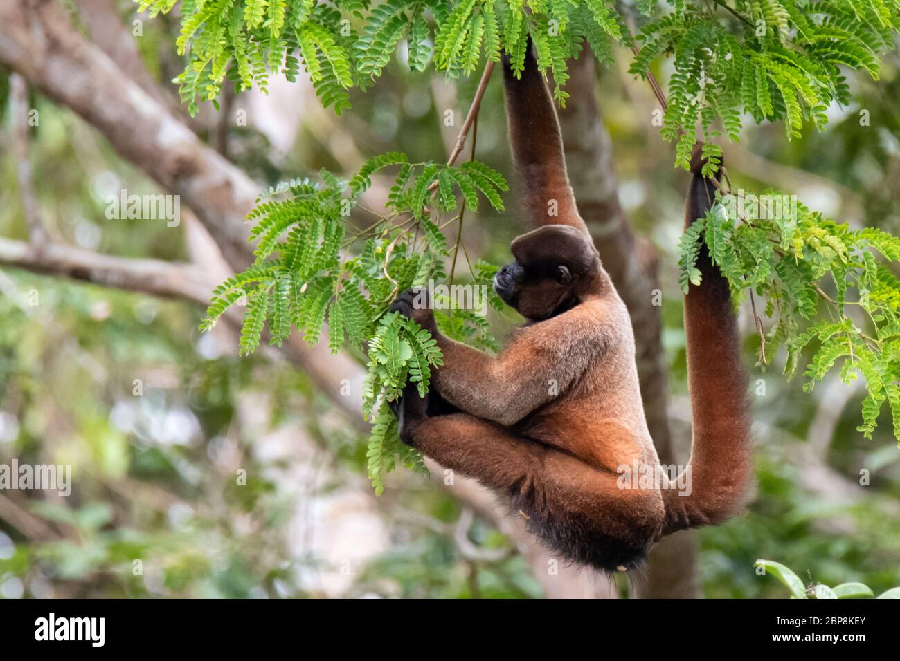 Brown wooly monkey (Lagothrix lagotricha) in the canopy of the Amazon rainforest in Peru Stock Photo