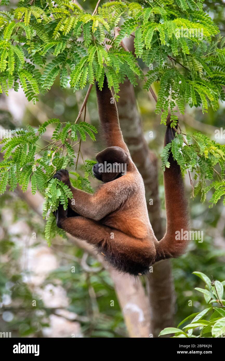 Brown wooly monkey (Lagothrix lagotricha) in the canopy of the Amazon rainforest in Peru Stock Photo