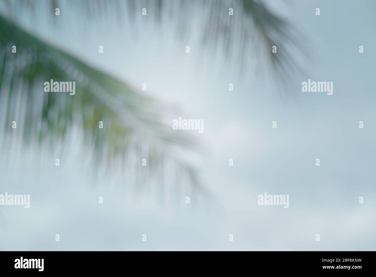 Blur beautiful nature green palm leaf with sun light abstract background. Summer vacation and business travel concept. Stock Photo