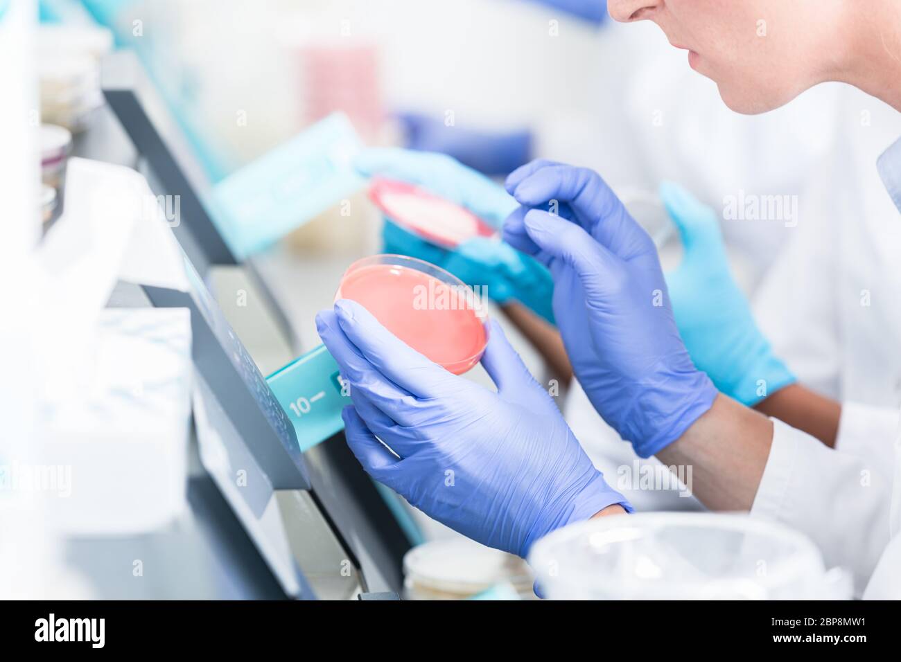 Lab technicians analyzing bacteria cultures in petri plates Stock Photo