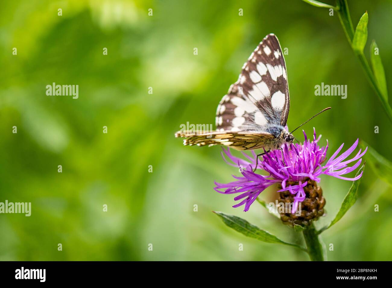 Schachbrett, Melanargia galatea, auf Distelblüte Stock Photo