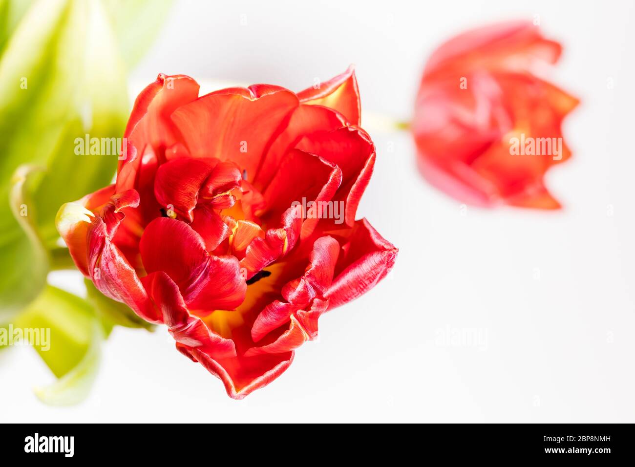 Eine sich öffnende Blüte einer roten Tulpe inmitten eines Blumenstraußes Stock Photo
