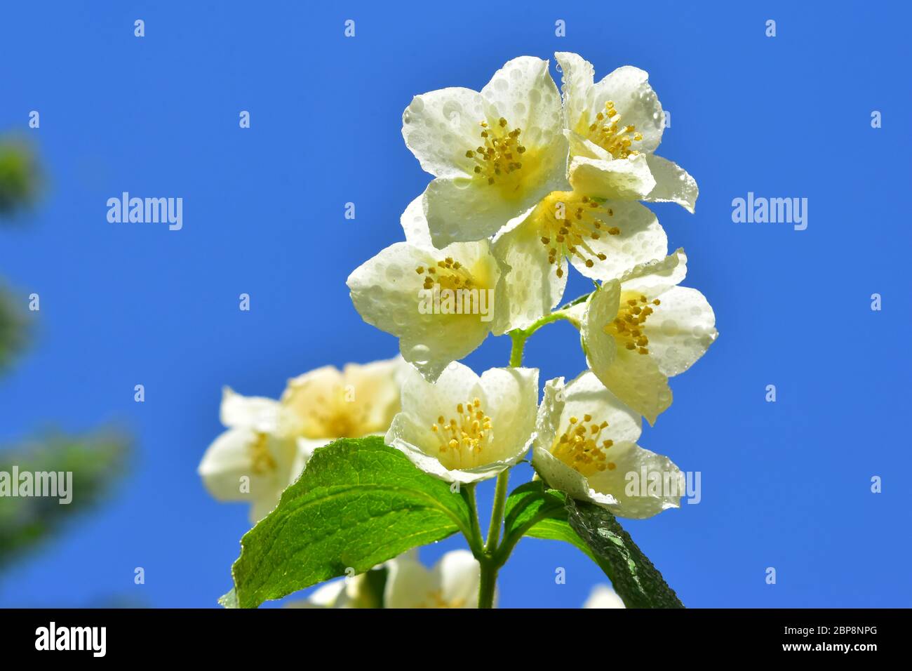 Mock Orange Blossom, Philadelphus Stock Photo Alamy