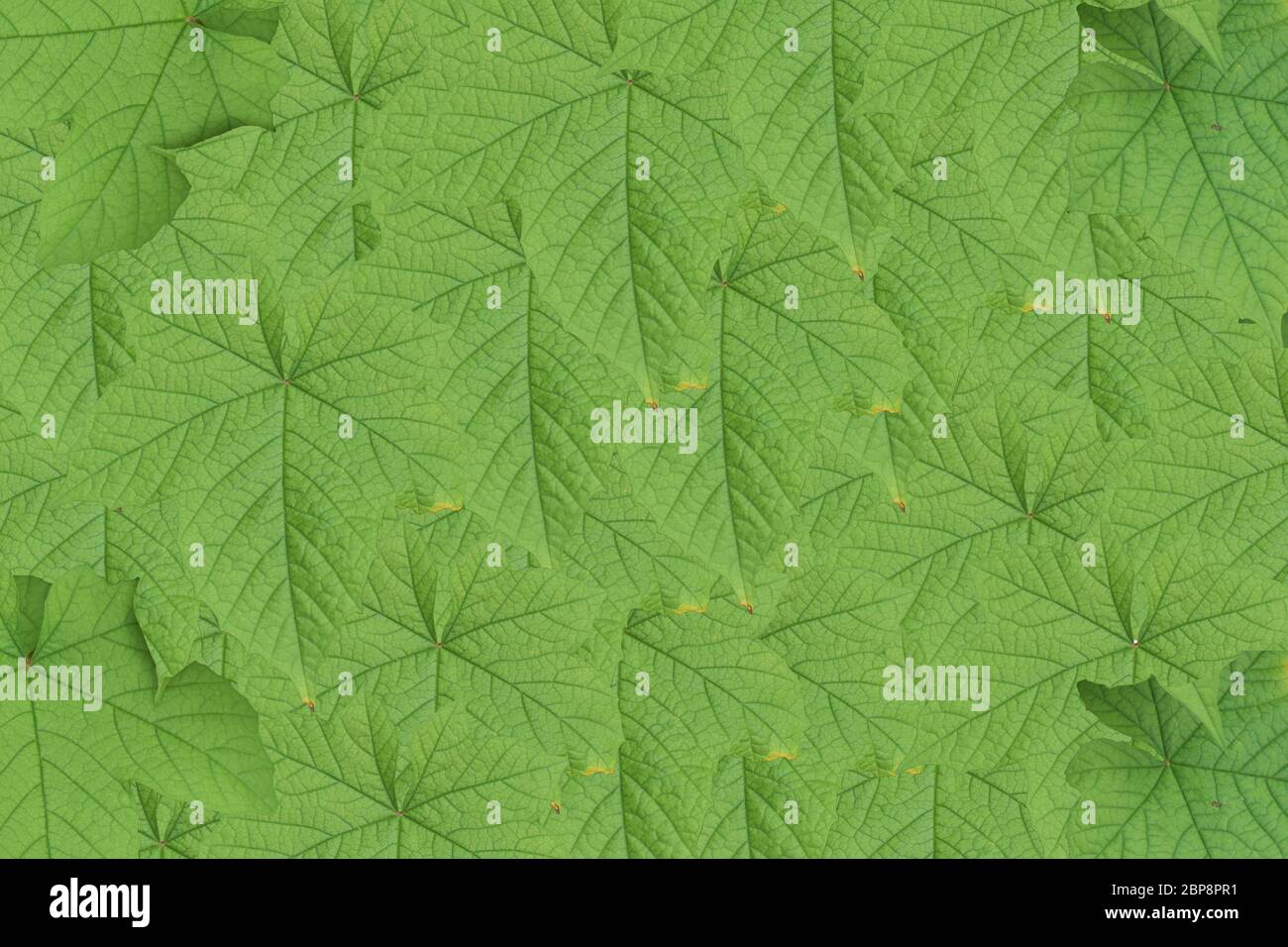 Green leaf texture. Abstract leavs background Stock Photo