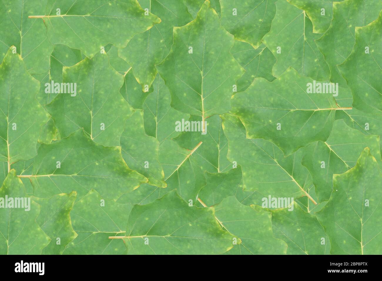 Green leaf texture. Abstract leavs background Stock Photo