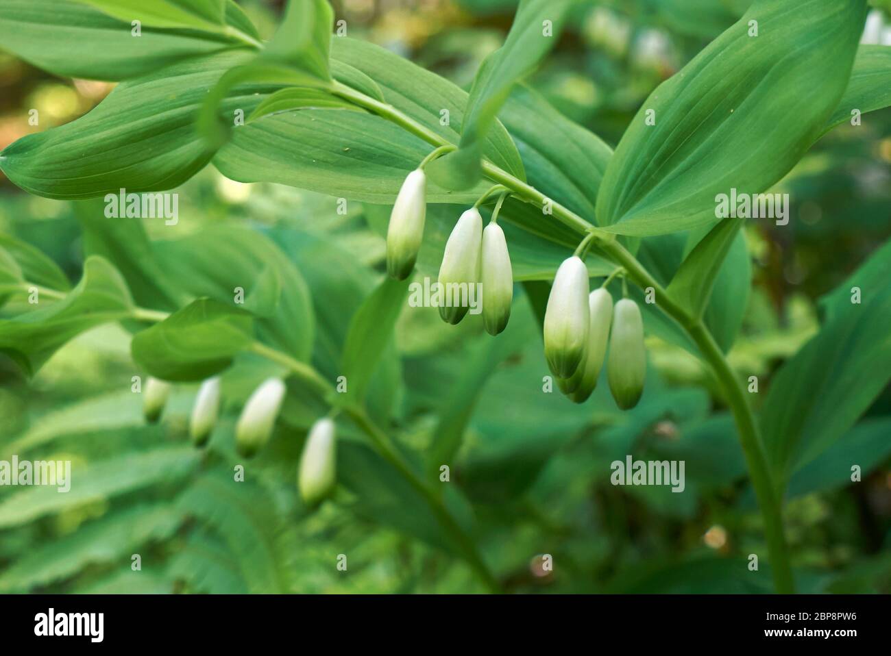 Polygonatum odoratum in bloom Stock Photo