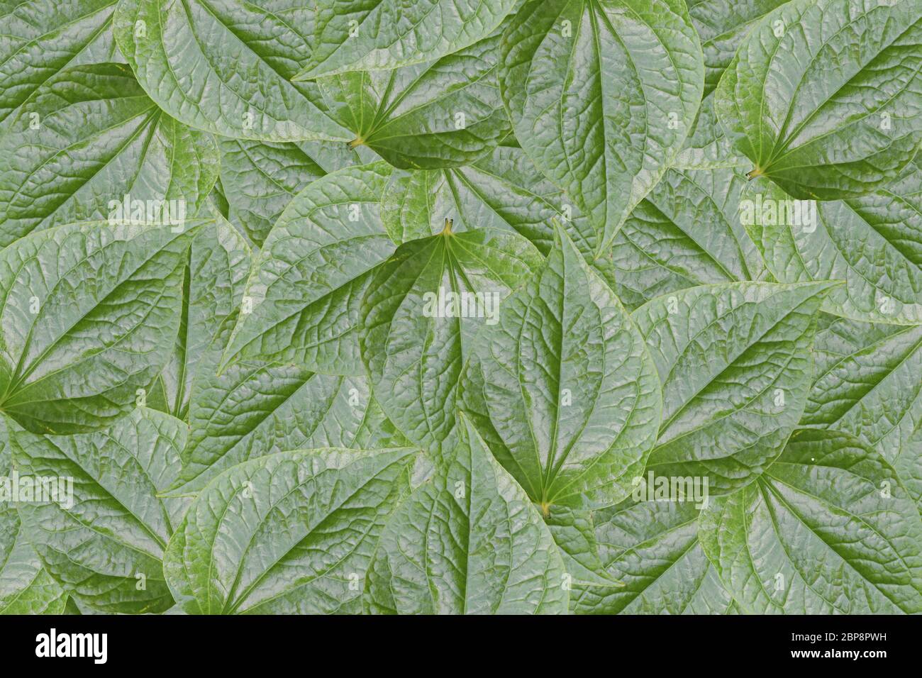 Green leaf texture. Abstract leavs background Stock Photo