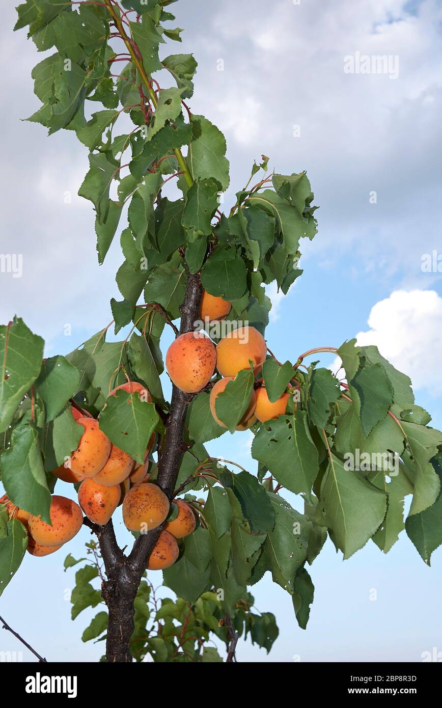 Armenian plum hires stock photography and images Alamy