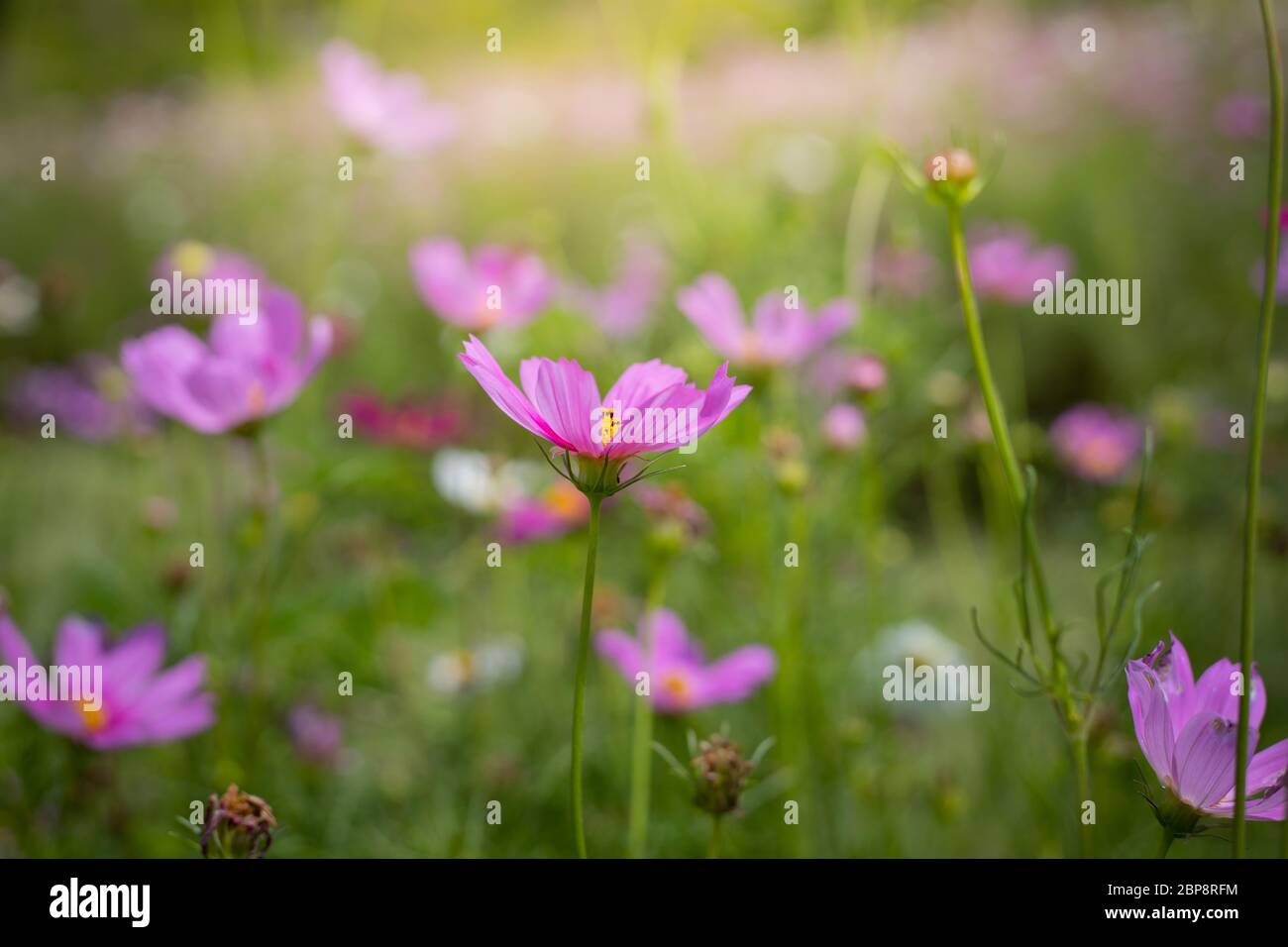 The background image of the colorful flowers, background nature Stock ...