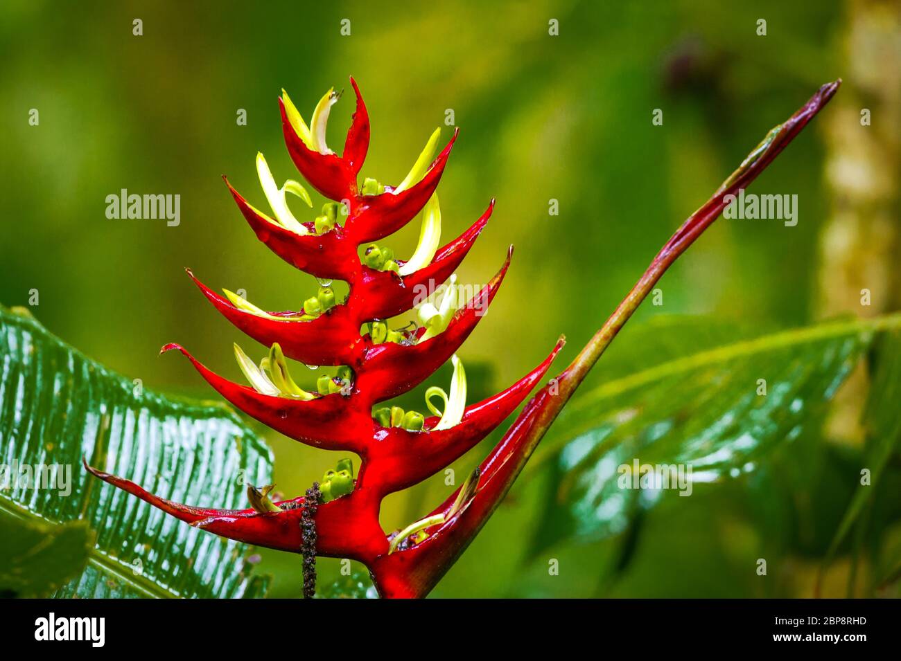 tropical-rainforest-heliconia-flower-hanging-heliconia-heliconia