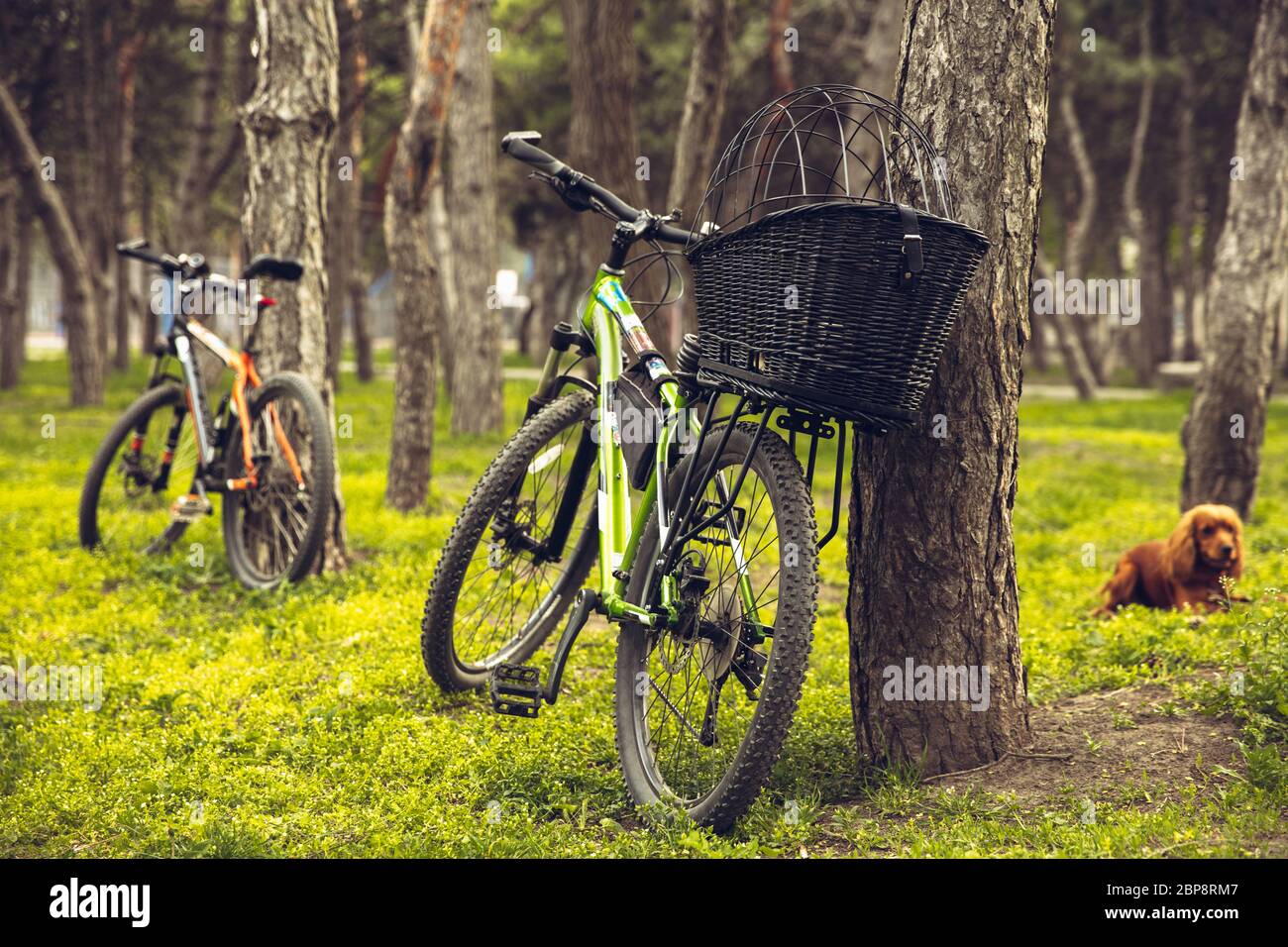 Bike left near tree with green nature around it. Countryside park, riding bikes, spending time healthy. Calm nature, spring day, positive emotions. Sportive, active leisure activity. Traveling. Stock Photo