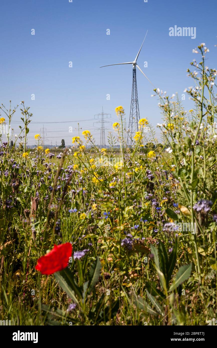 flowering strip of a field and wind power plant in Bornheim near Bonn, North Rhine-Westphalia, Germany.  Bluehstreifen an einem Feldrand und Windkraft Stock Photo