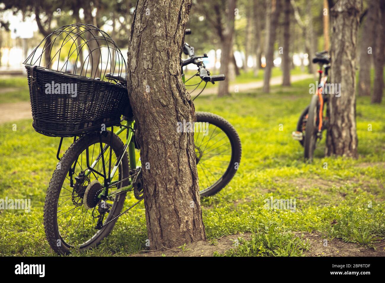 Bike left near tree with green nature around it. Countryside park, riding bikes, spending time healthy. Calm nature, spring day, positive emotions. Sportive, active leisure activity. Traveling. Stock Photo