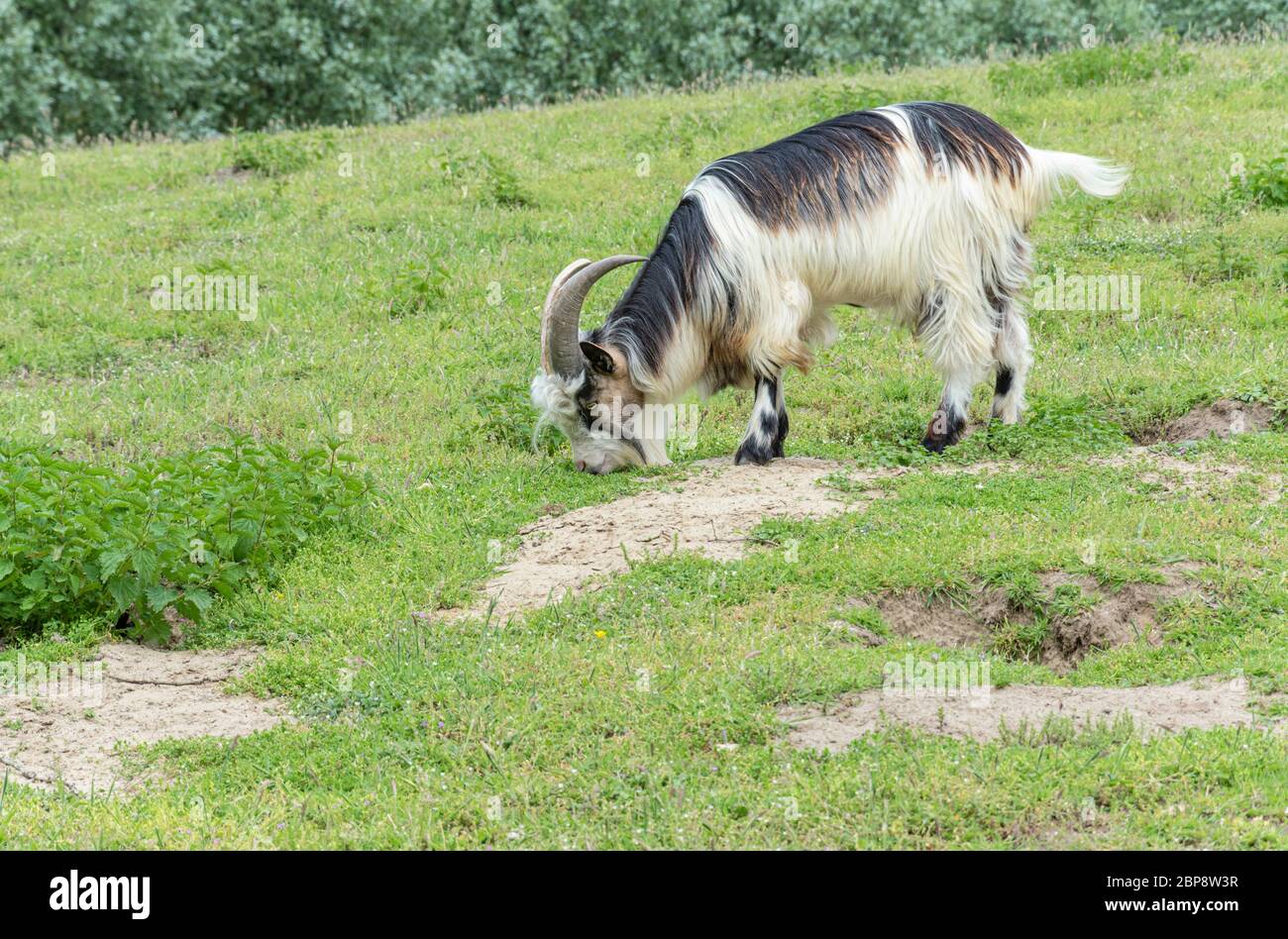 Belgian goat breed The Flemish goat grazes in the meadow Stock Photo