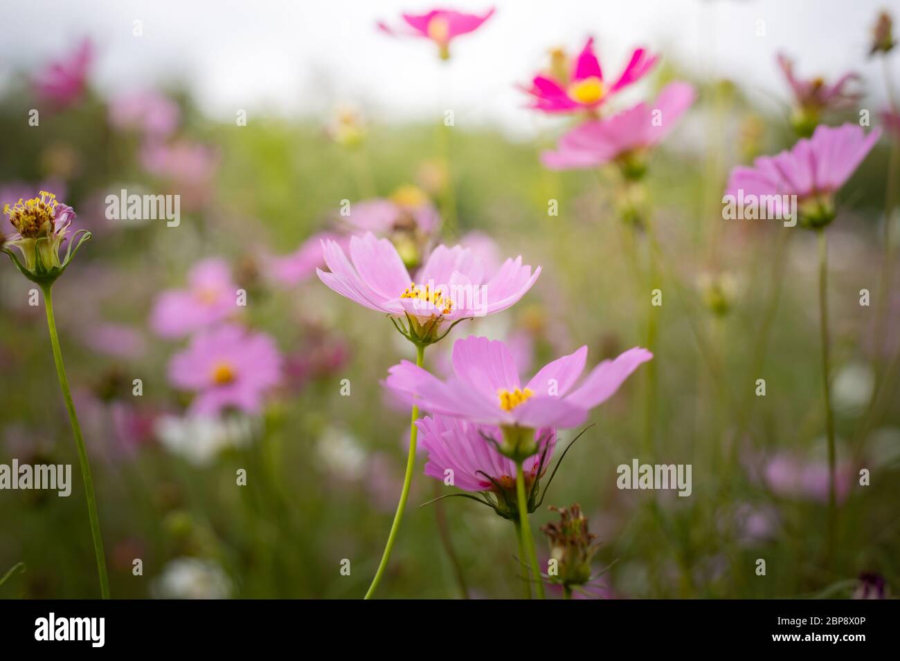 The background image of the colorful flowers, background nature Stock ...