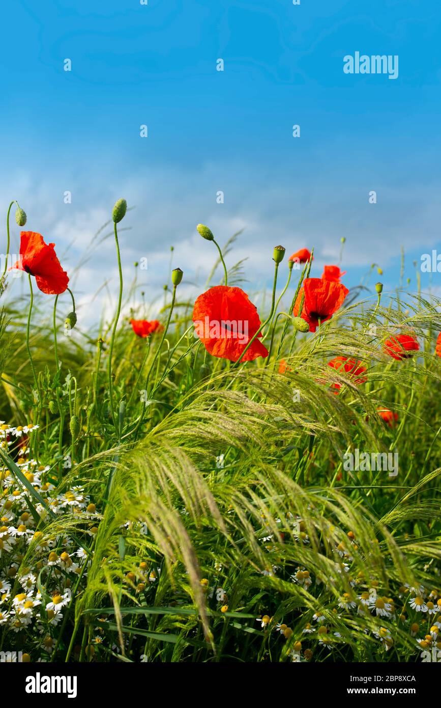 Red poppies and chamomile in a summer meadow for a background Stock ...