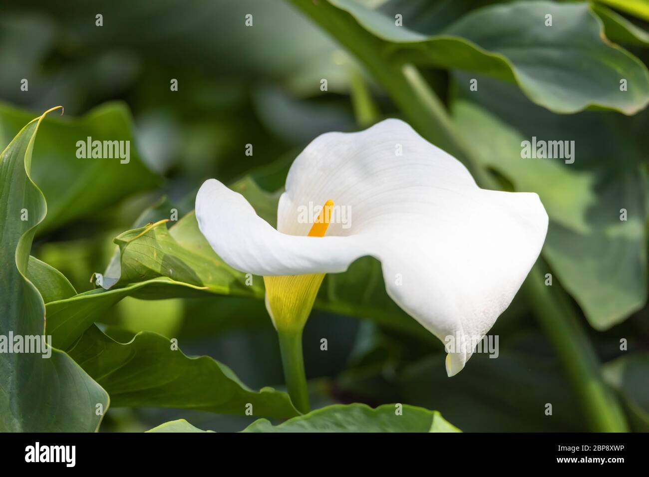 Calla Rosa Zantedeschia aethiopica flower, known as calla lily and arum lily ...