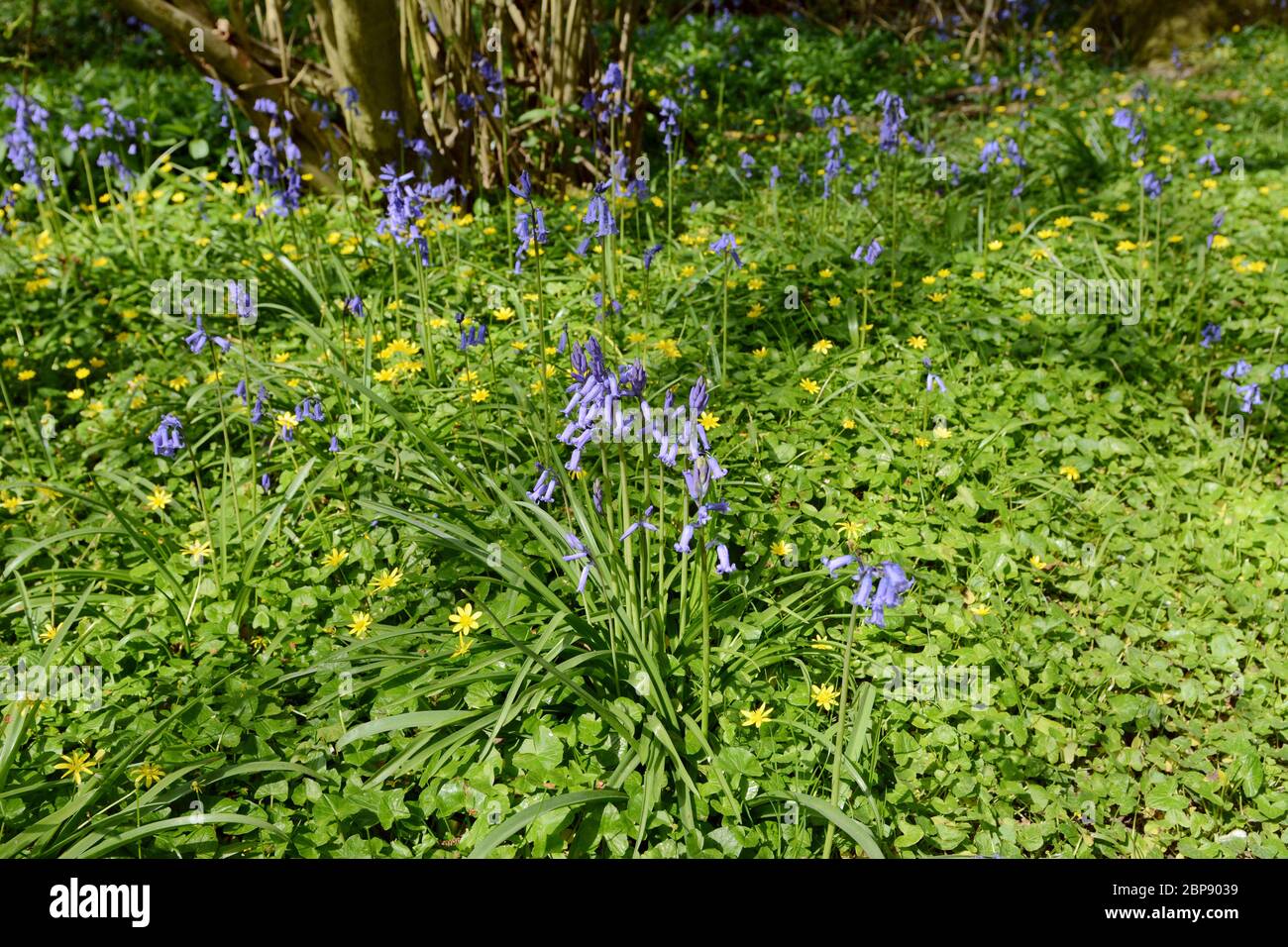 Spring flowers - common bluebells and yellow celandines grow wild in woodland Stock Photo