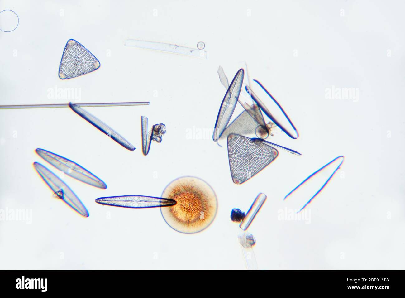Marine Diatoms, Bacillariophyta Stock Photo