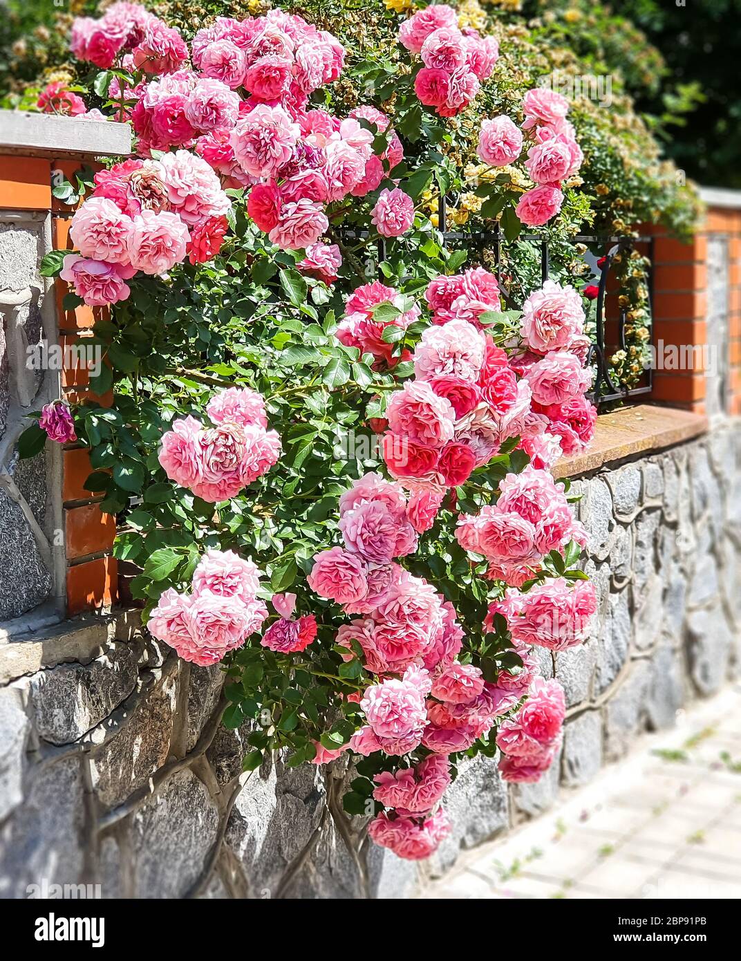 Roses growing up stone hi-res stock photography and images - Alamy