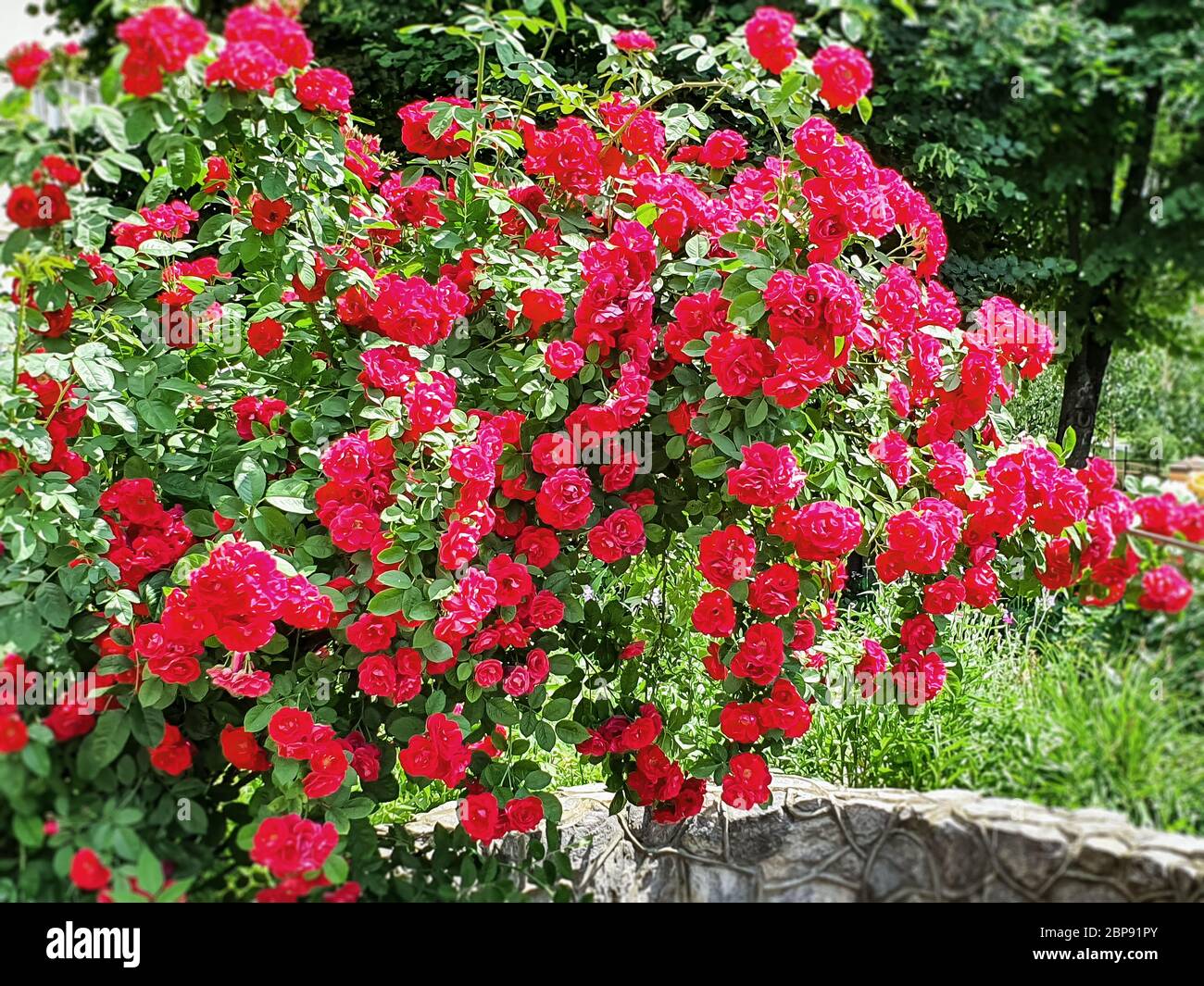 Roses growing in the flowerbed Stock Photo - Alamy