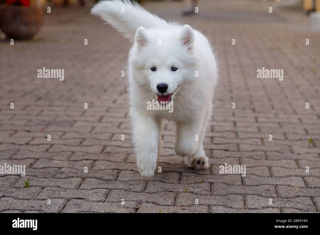 Can Puppies Run On Pavement