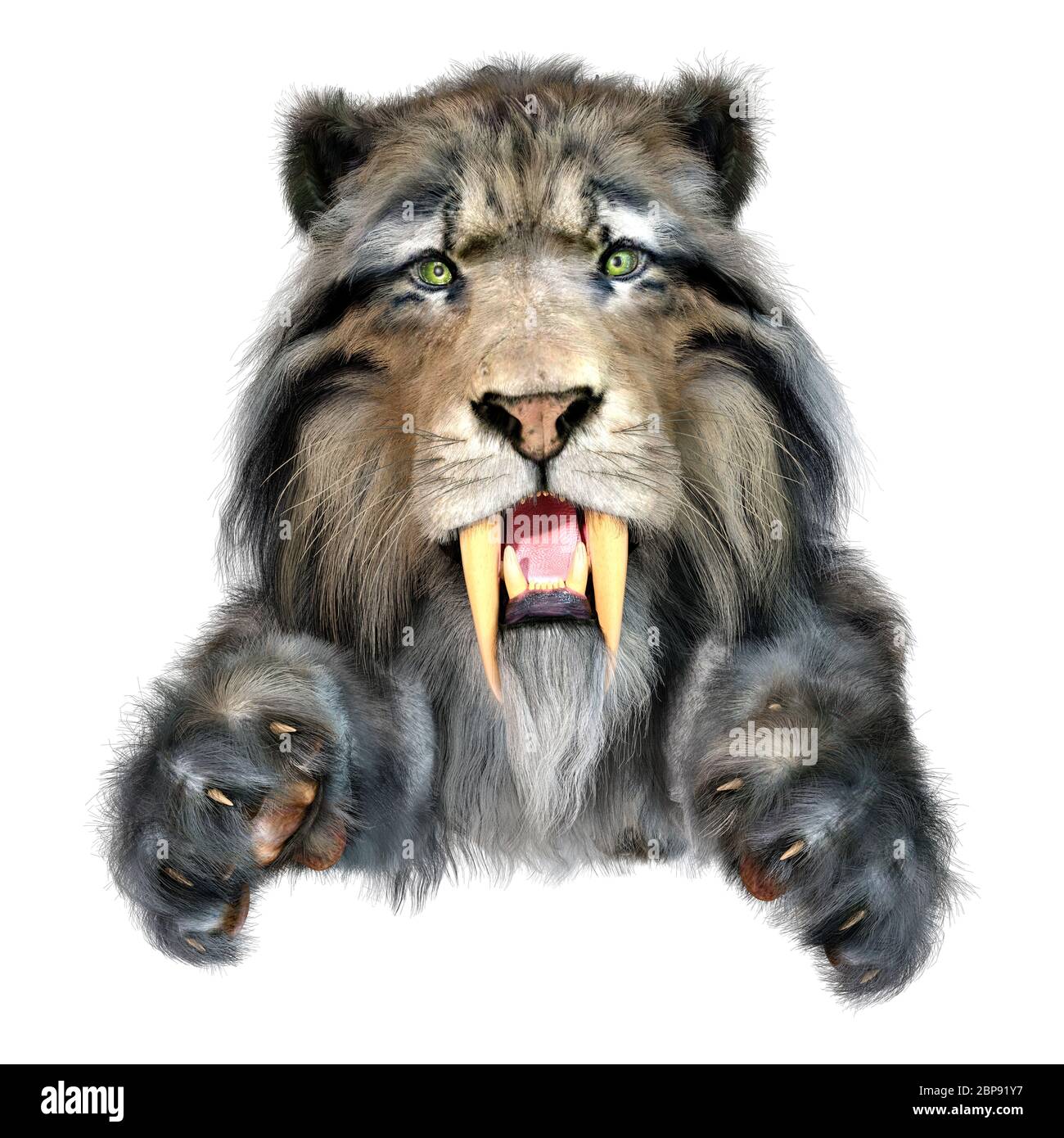 3D rendering of a sabertooth tiger isolated on white background Stock ...