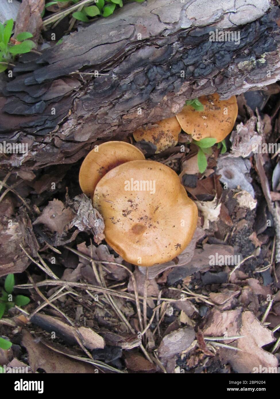 group of light brown mushrooms growing in forest Stock Photo Alamy