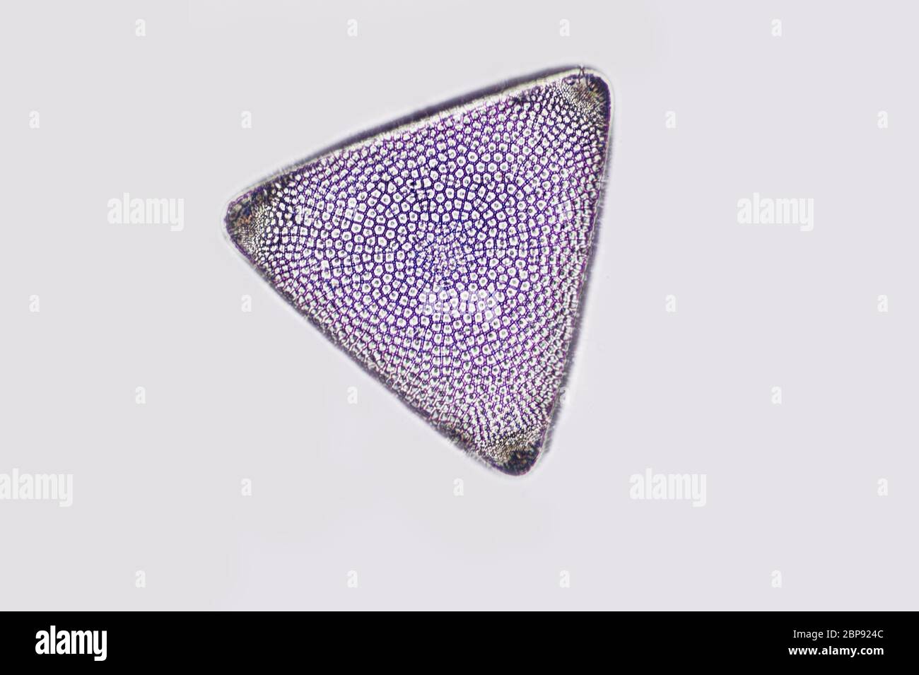 Diatom, microscope view Stock Photo