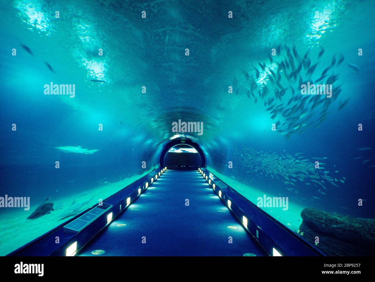 Tunnel in aquarium. Oceanografic, City of Arts and Sciences, Valencia, Spain. Stock Photo